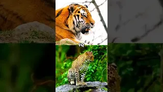 Tiger Vs Leopard !! who's Strongest ?  4k