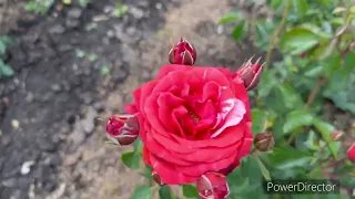 Обзор плетистых роз (часть первая)