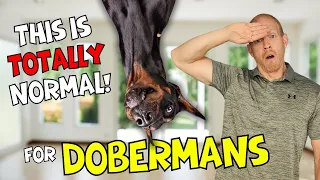 Concerning Behaviors Dobermans Do That Are ACTUALLY Normal
