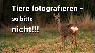 Tiere filmen und fotografieren - aber so bitte nicht!!! Rehe fast hautnah mit der Lumix GH6...