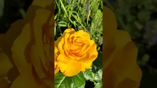 Жёлтая роза Керио