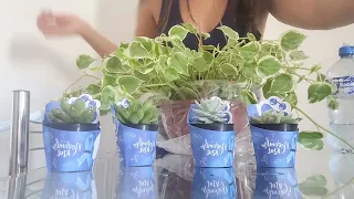 Como eu cuido das plantas que tenho dentro de casa