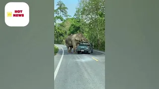elephant stops truck and steals food from the back