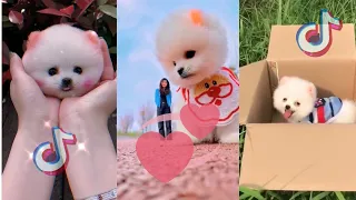 Funny and Cute Pomeranian Puppies TikTok | Most Famous Pomeranian TikTok Compilation 2021 #1