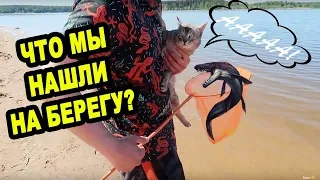 С КОТОМ ВХОД РАЗРЕШЕН! КОТЁНОК БЕЗ ЛАПКИ ВПЕРВЫЕ НА ПЛЯЖЕ!