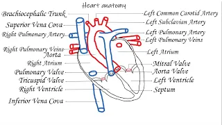 Heart Anatomy and drawing