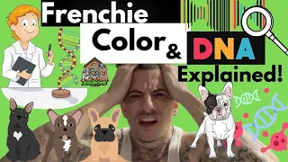 French Bulldog Color & DNA explained! ( MADE SIMPLE ). Standard colors in frenchies