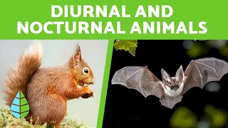 Diurnal and Nocturnal Animals for Children 🦇🌙 +15 Examples