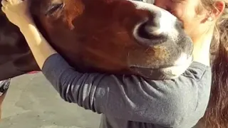 Horse Loves Getting Ears Scratched by Owner - 1010499