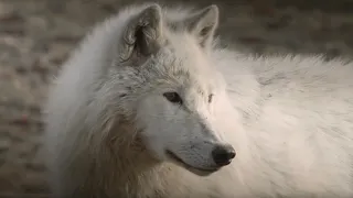 Wolves Get Very Close to Cameraman | Snow Wolf Family and Me | BBC Earth