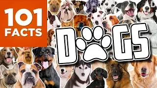 101 Facts About Dogs