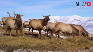 Как зимуют мараловоды Восточного Казахстана