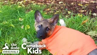 German Shepherd Puppy With Swimmer’s Syndrome Teaches Herself To Run | The Dodo Comeback Kids