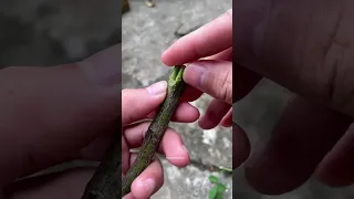 Rose grafting technique #shorts