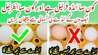 Deference between fertile and infertile | best eggs for Hatching eggs کون سے انڈوں سےبچہ نہیں نکلتے