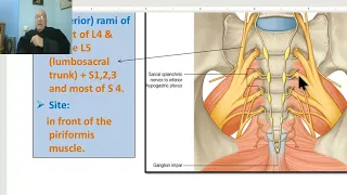 Anatomy of pelvis in Arabic 2023, 10 ( Nerves of pelvis), by Dr.Wahdan