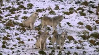 BBC Nature's Microworlds Scottish Highlands 2