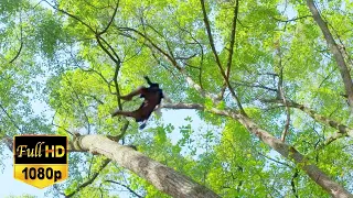 The guy became the master of the tree, killing the enemy one by one in the tree 100 meters high.