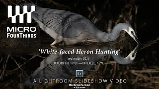 White-faced Heron Hunting (shot with OM-1)