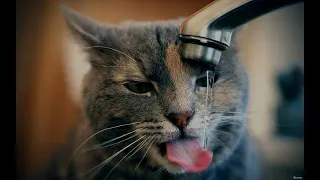 Цікаві факти про котів і воду