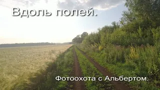 Фотоохота с Альбертом. Вдоль полей.