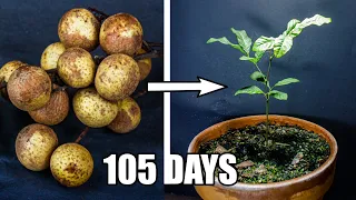 Growing Longan Fruit Tree From Seed (105 Days Time Lapse)