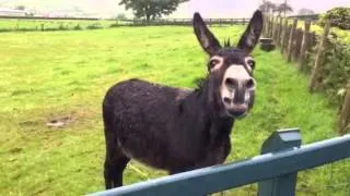 Eddie the donkey braying