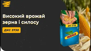 ГІБРИД 🌽 СТІЙКИЙ ДО ФУЗАРІОЗУ ТА ПУХИРЧАСТОЇ САЖКИ. ДКС 3730