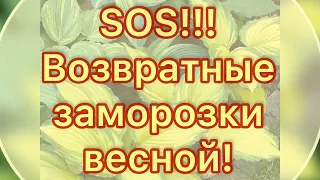 Хосты и возвратные заморозки.