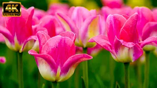 Beautiful Tulip Flowers Garden Tour | #beautiful #tulip #flowers #youtubevideo