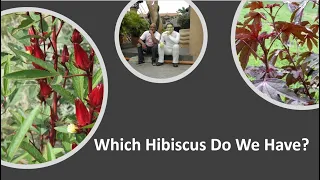 Which Hibiscus Do We Have? | Cranberry Hibiscus vs Jamaican Sorrel