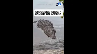 Terrifying crocodile 'cough' caught on camera in Florida Everglades