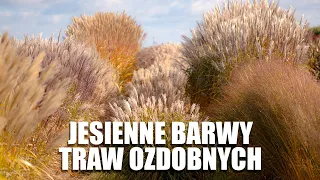 Jesienne barwy traw zdobnych  🌾