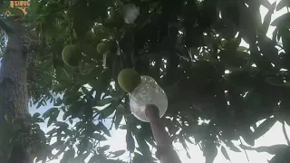 DYI FRUIT PICKER  PLASTIC BATTLE | PANUNGKIT NG MANGGA