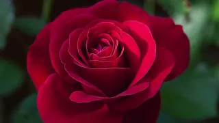 The rose. Tenors 2
