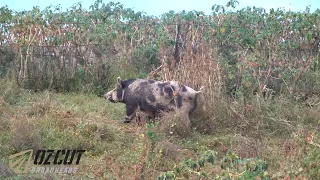 Bowhunting Rutting Boars - 2 Boars In Seconds