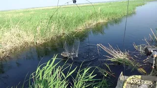 В этом болоте еще много сазана. Рыбалка на паук подъёмник. Трофеи взяты.