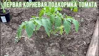 Первая подкормка томата после высадки. Когда можно вносить корневую подкормку.