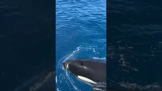 Curious Juvenile Orca