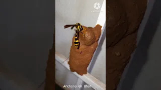 Nature's Architects: Recording a Potter Wasp at work