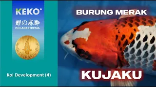 KUJAKU | Ikan Koi Secantik Merak | Koi Development (4) | Agustinus Foe