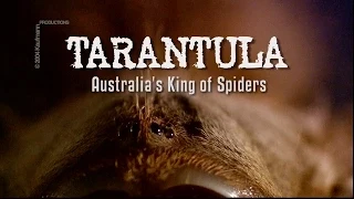 Tarantula Trailer SD 480p