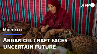 Moroccan argan oil craft faces uncertain future | AFP