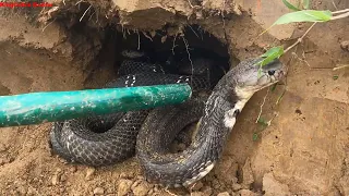 It's great to catch a lot of Big Snakes when they move into the cave | Big snake catching skill