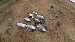 Canada Goose Shooting over Barley Stubble...