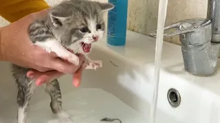 First bath for kitten Johnny and its loud meow