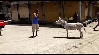 #funny  #video  | #in #front #of  #donkey # man #makes #donkey #sound | #donkey #aslo #replies