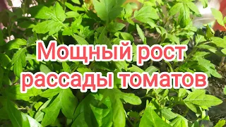 5 условий для МОЩНОГО роста рассады ТОМАТОВ. #томаты #рассада