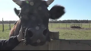 Sykes Family Farm creates new holiday tradition