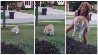 Funny Fat Cat running from owner and Alan's Laugh